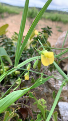 Lathyrus annuus