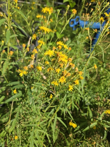 Canada hawkweed
