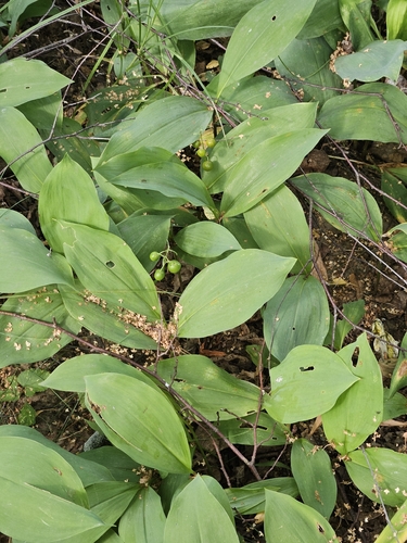 European lily of the valley