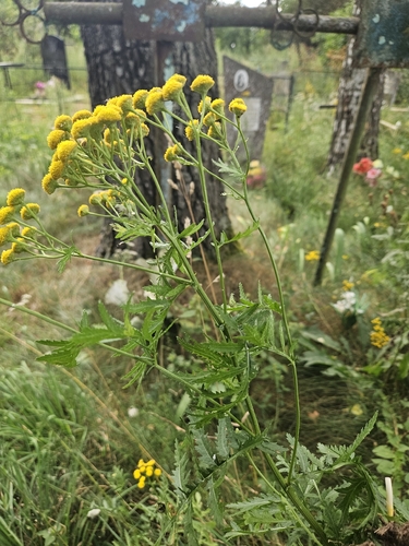 tansy