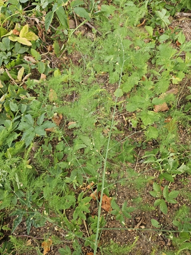 wild asparagus