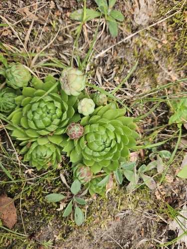 Rolling Hen-and-chicks