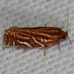 Choristoneura argentifasciata