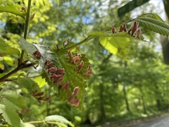 Tetraneura