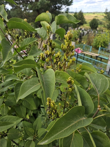 common lilac