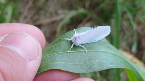 Swan Moth