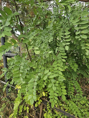 black locust