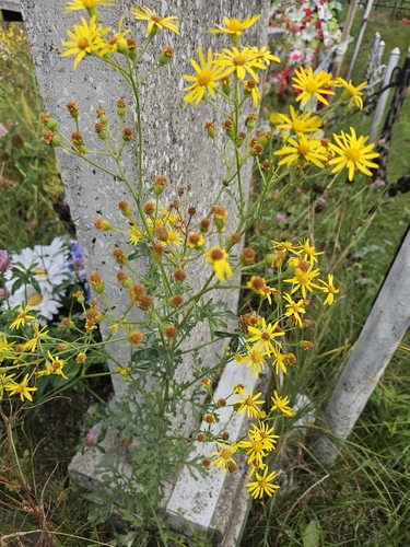 ragwort