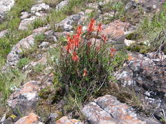 Aloe nuttii