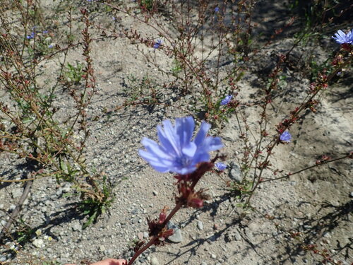chicory