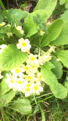 Primula vulgaris