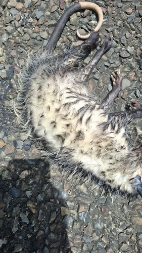 Virginia Opossum