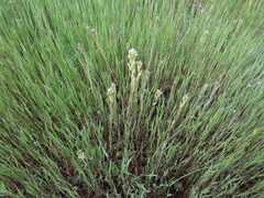 Castilleja lineariloba