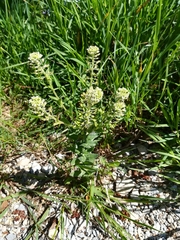 Lepidium campestre
