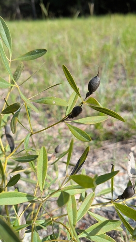 Baptisia lanceolata
