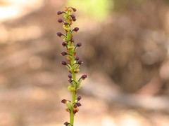 Satyrium robustum