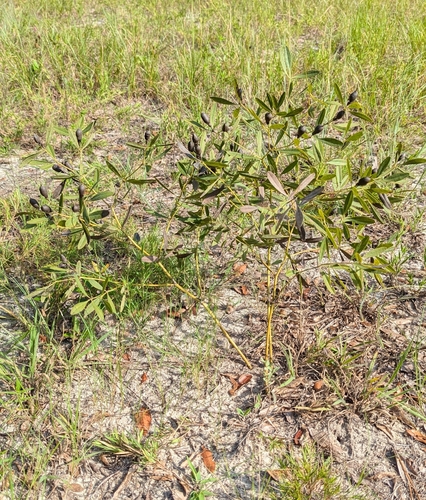 Baptisia lanceolata, photograph 2