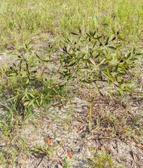 Baptisia lanceolata, photograph (c) Celeste Ray, some rights reserved (CC BY)