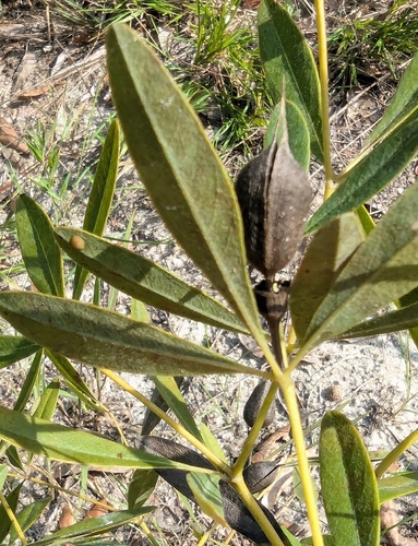Baptisia lanceolata, photograph 3