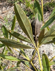 Baptisia lanceolata, photograph (c) Celeste Ray, some rights reserved (CC BY)