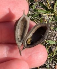 Baptisia lanceolata, photograph (c) Celeste Ray, some rights reserved (CC BY)