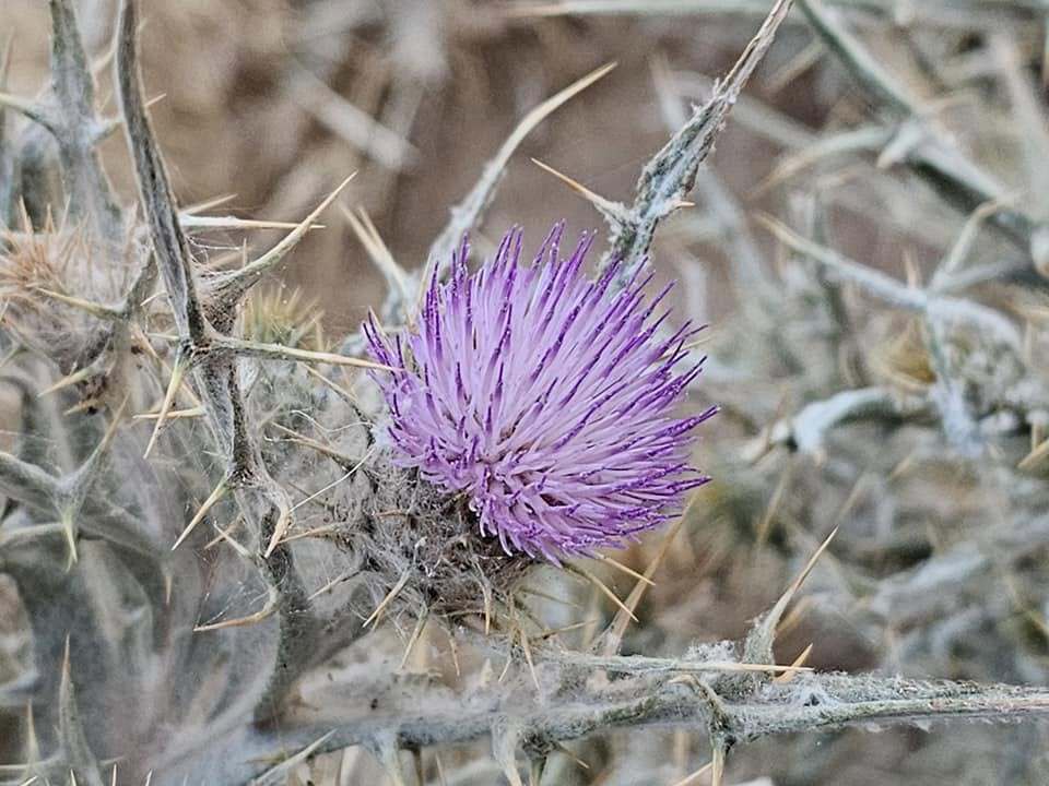 Onopordum espinae