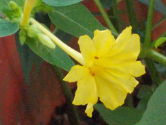 Mirabilis jalapa