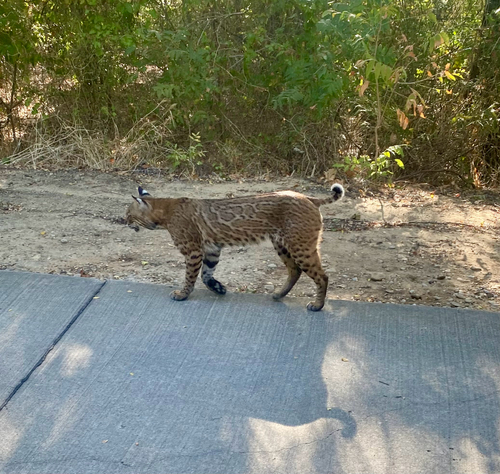 Featured image for “Bobcat”