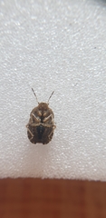 Sciocoris homalonotus