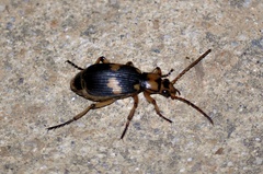 Pheropsophus javanus