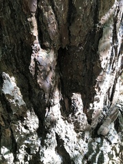 Dendroctonus