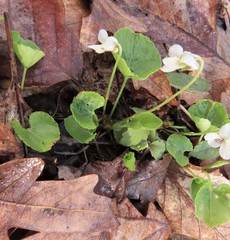 Viola pallens