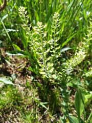 Lepidium campestre