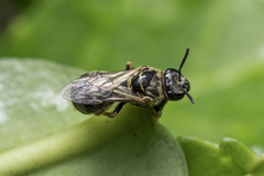 Lasioglossum deliense