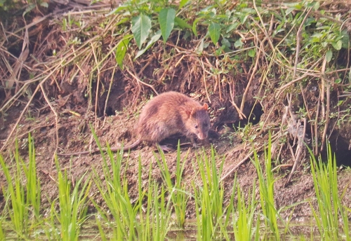 Bandicota bengalensis observed 2025-01-10