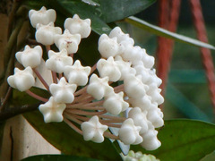 Hoya elliptica