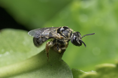Lasioglossum deliense