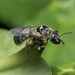 Orange-legged Combed-Sweat Bee - Photo (c) MSOne, some rights reserved (CC BY-NC-ND), uploaded by MSOne