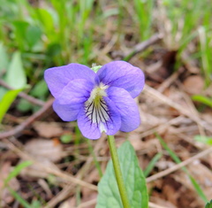 Viola nemoralis