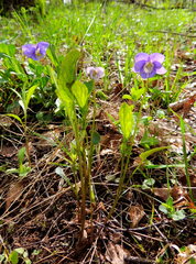 Viola nemoralis