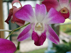 Dendrobium