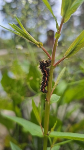 Knot Grass Moth