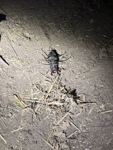 European Stag Beetle