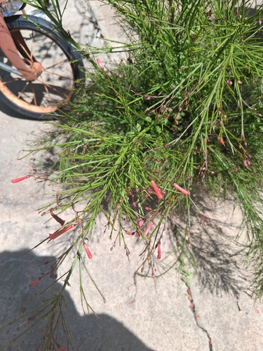 Firecracker plant