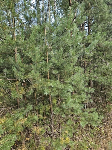 Scots pine