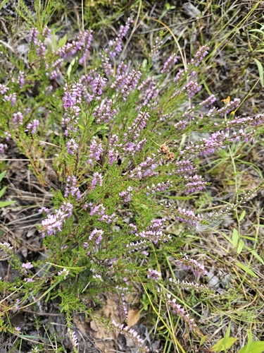 common heather