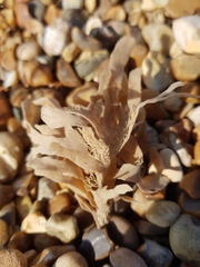 Flustridae
