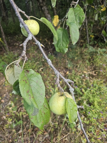apple