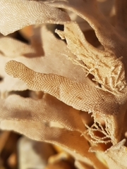 Flustridae