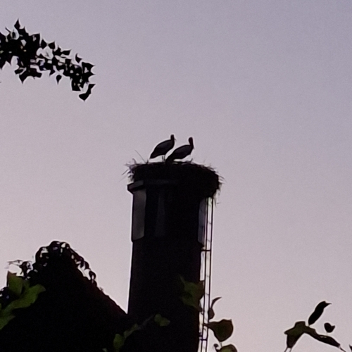 European White Stork